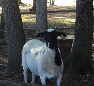 Un mouton Dorper