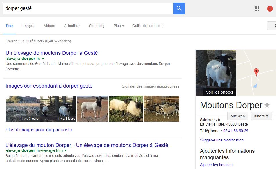 Une recherche web sur les moutons dorper